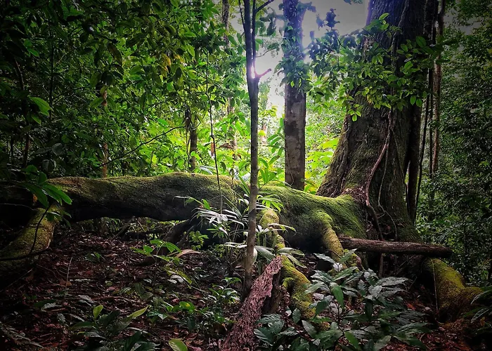 El Remanso Rainforest Lodge
