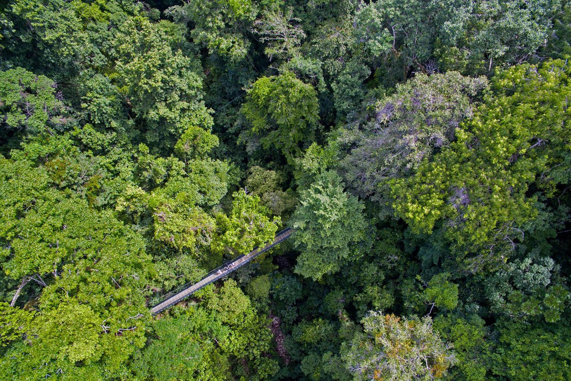 El Remanso Rainforest Lodge *