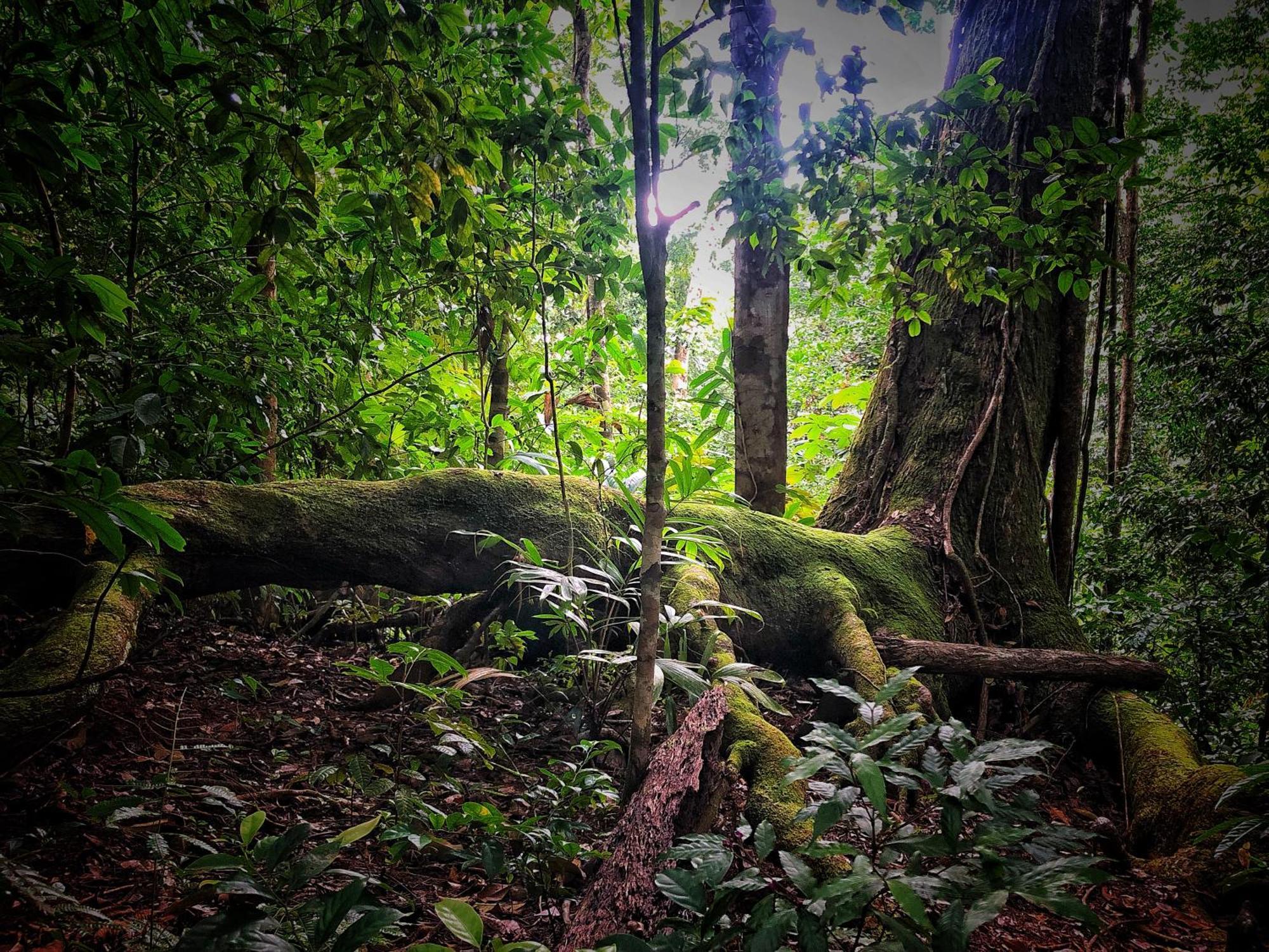 El Remanso Rainforest * Puerto Jimenez